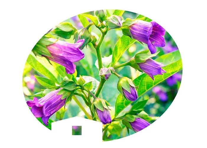 Belladona Valdeprados